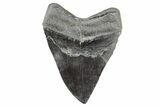 Fossil Megalodon Tooth - South Carolina #168029-1